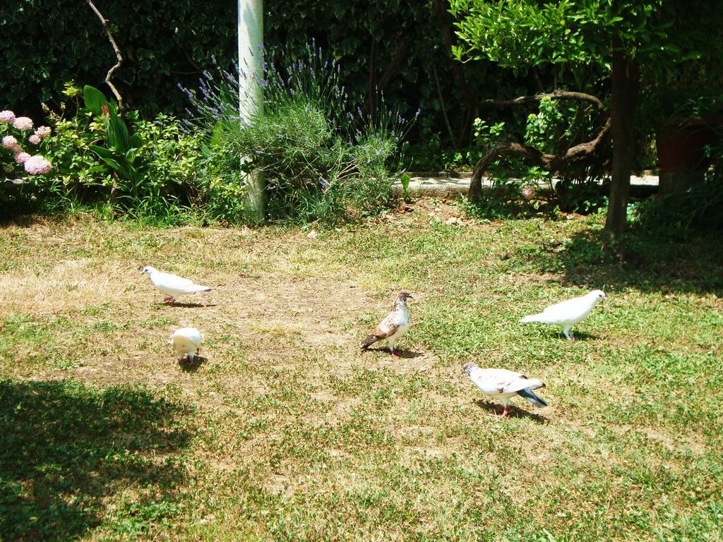 Apartments Rolovina Tivat Chambre photo